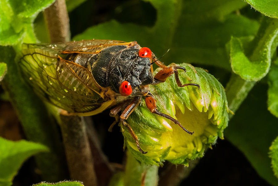 Insects Photograph - Cicada II by Gene Hilton