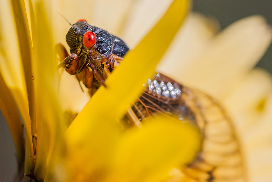 Cicada III Photograph by Gene Hilton