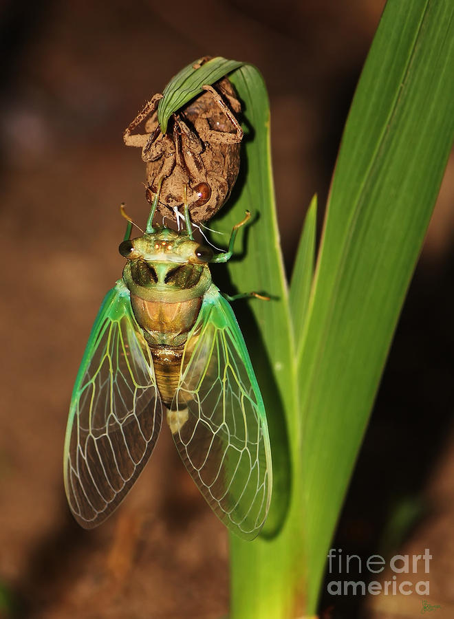 Cicada Photograph by Jeff Breiman