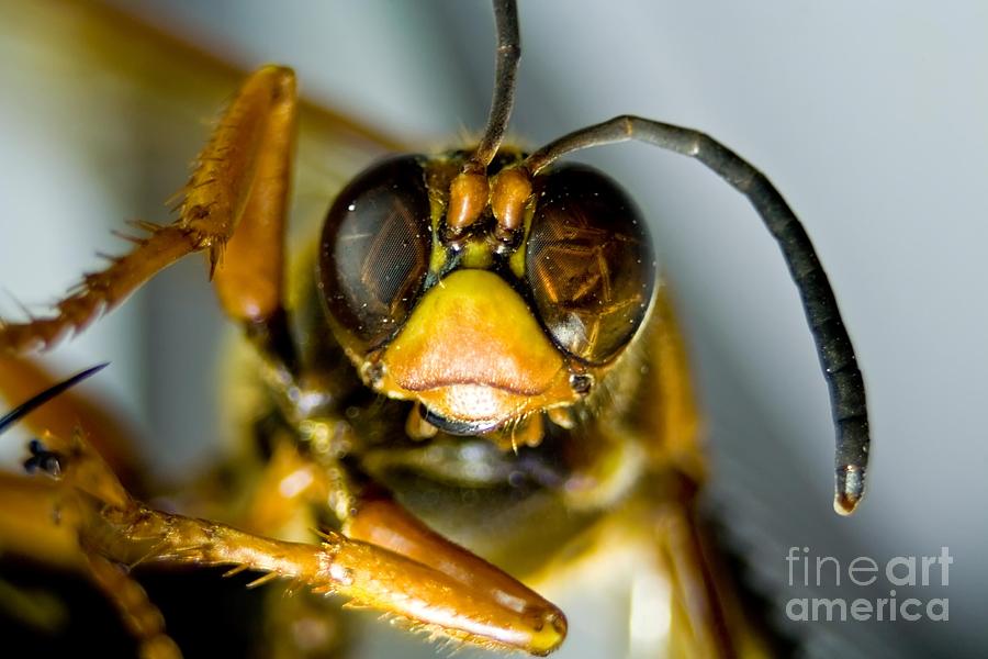 Cicada Killer Photograph By Beth Phifer Fine Art America