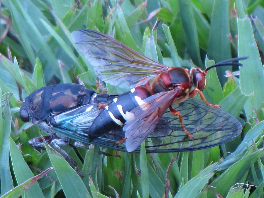 Cicada Killer Photograph by John Crothers