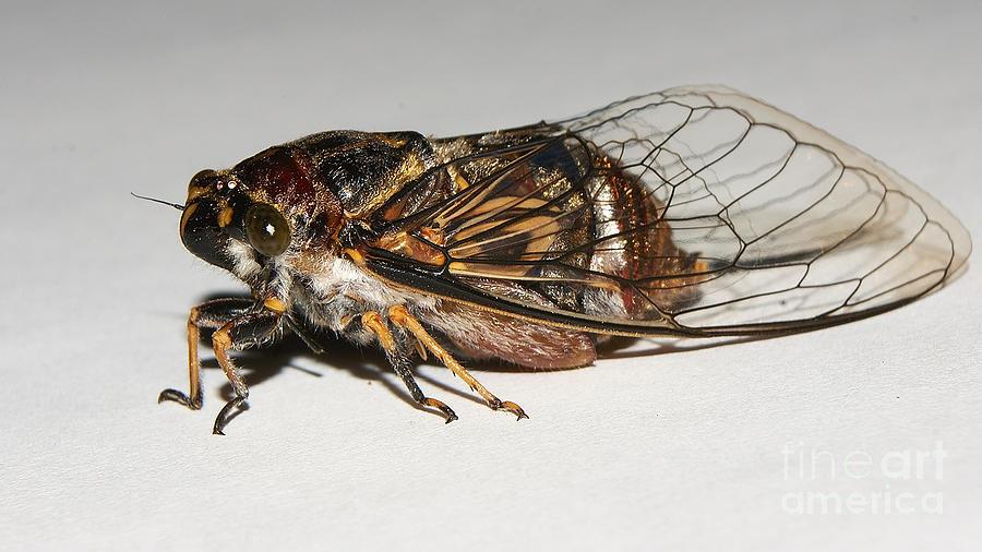 Cicada Photograph by Mareko Marciniak