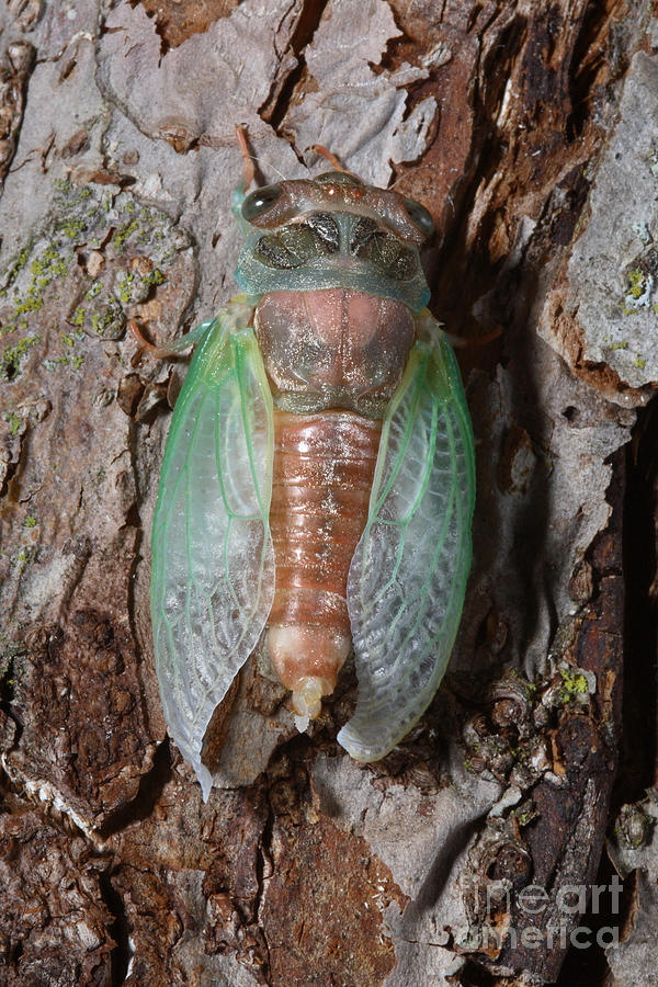 Animal Photograph - Cicada Metamorphosis by Ted Kinsman