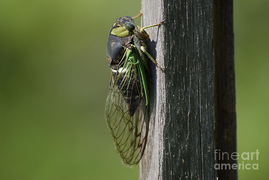 Insects Photograph - Cicada by Randy Bodkins