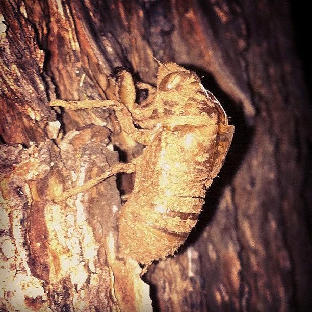 Nature Photograph - Cicada Shell On Spruce Pine by Derek M