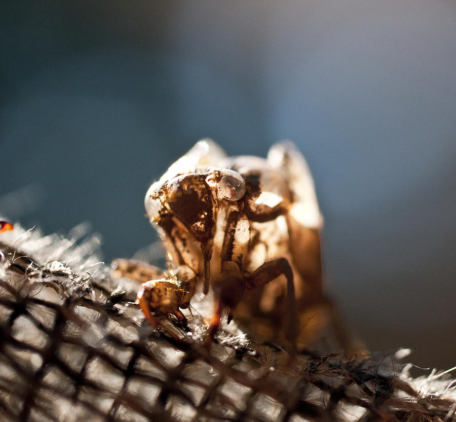 Still Life Photograph - Cicada Shell  by Wilma  Birdwell