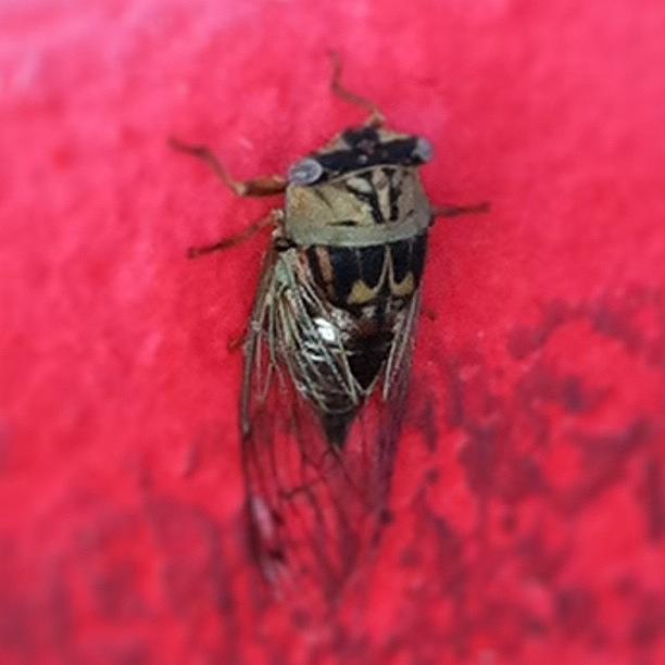 Cicada (tree Cricket) Photograph by Will Lopez