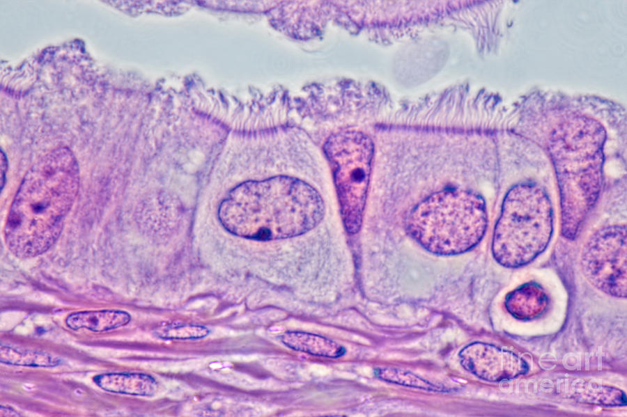 ciliated epithelial cell microscope