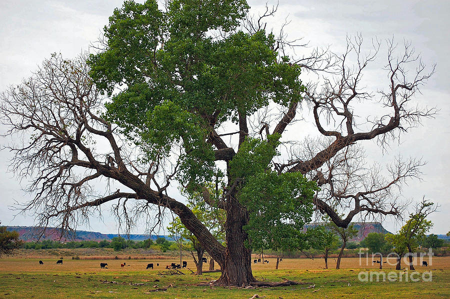 Cow Photograph - Cimarron Views by Anjanette Douglas