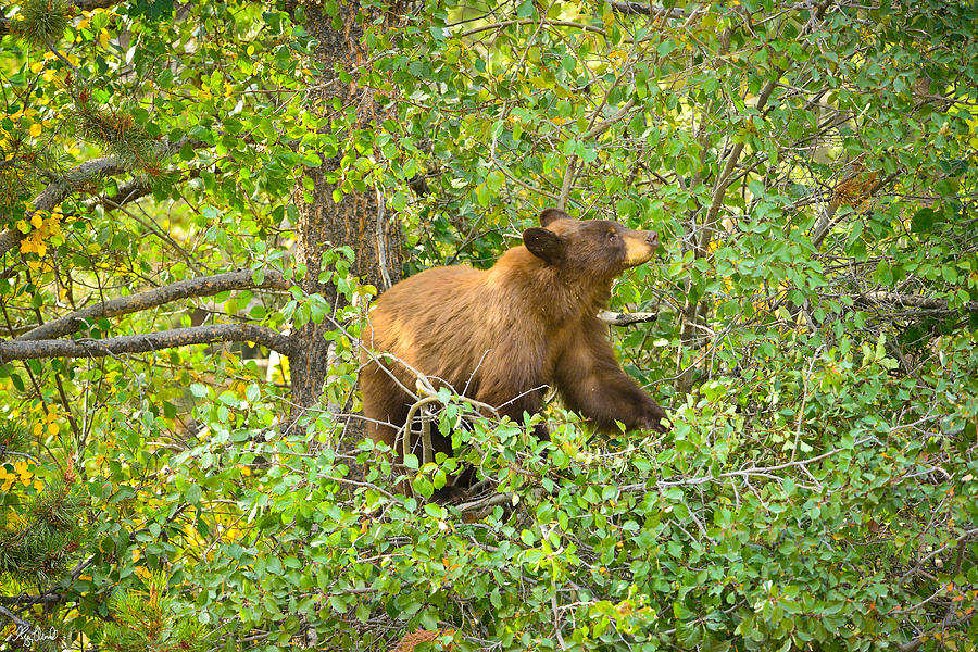 Grand Teton National Park Photograph - Cinnamon Black Bear Limited Edition by Greg Norrell