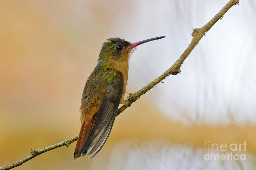 Bird Photograph - Cinnamon hummingbird resting. by Christine Kapler