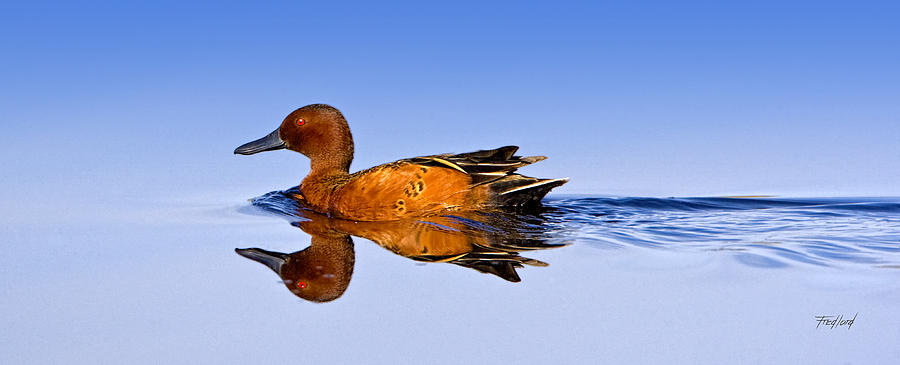 Cinnamon Teal Male Photograph by Fred J Lord