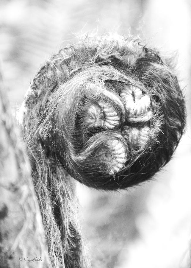 Circle of Life - Hapuu Fiddlehead black and white Photograph by Kerri Ligatich
