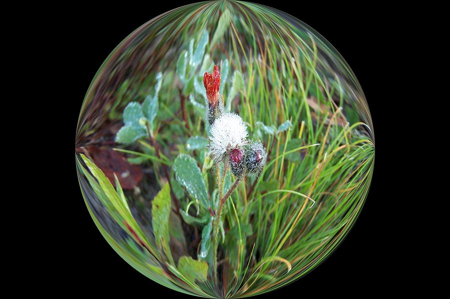Circle of Tiny Flowers in Dew Photograph by Dr Carolyn Reinhart
