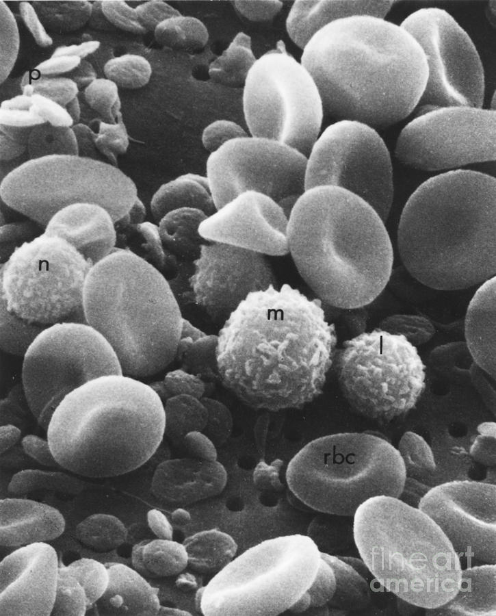 Circulating Human Blood, Sem Photograph by Science Source