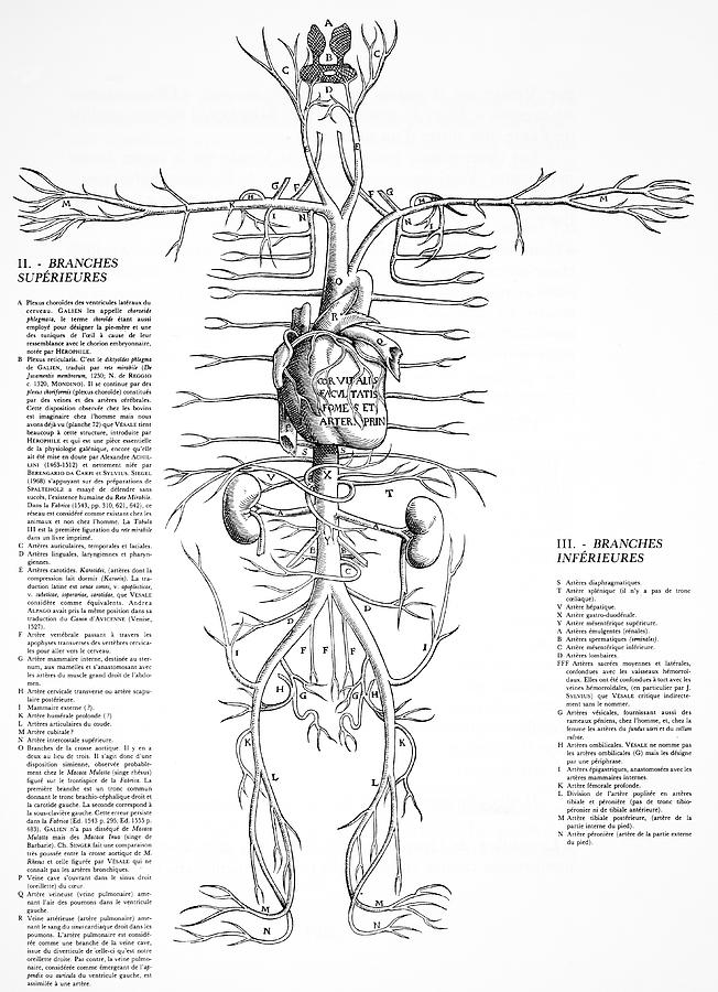 Circulatory System Photograph - Circulatory System, 16th Century by 