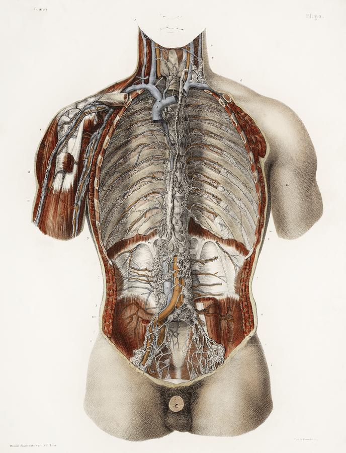 Circulatory System, 19th Century Artwork Photograph by - Fine Art America