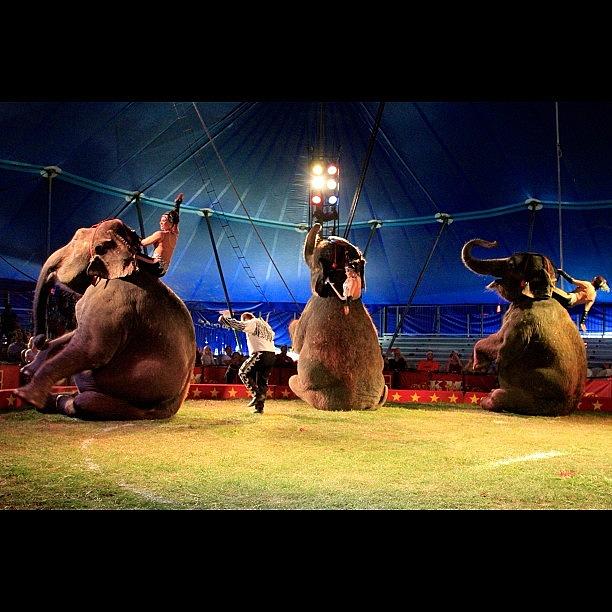 Elephant Photograph - #circus #elephants #amazing #beautiful by Aran Ackley