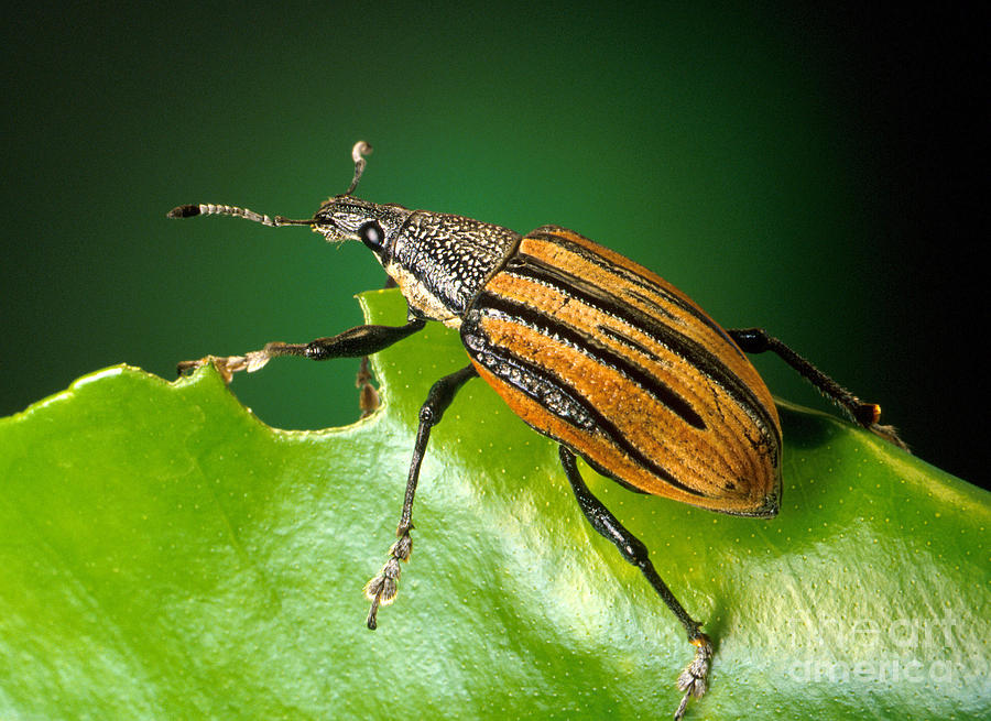 Citrus Root Weevil Photograph by Science Source