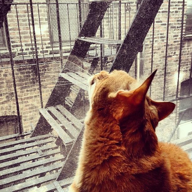 New York City Photograph - City Cat and Fire Escapes by Vivienne Gucwa