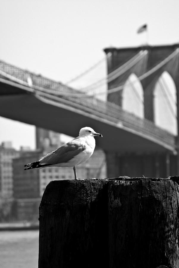City Seagull Photograph by Michael Dorn