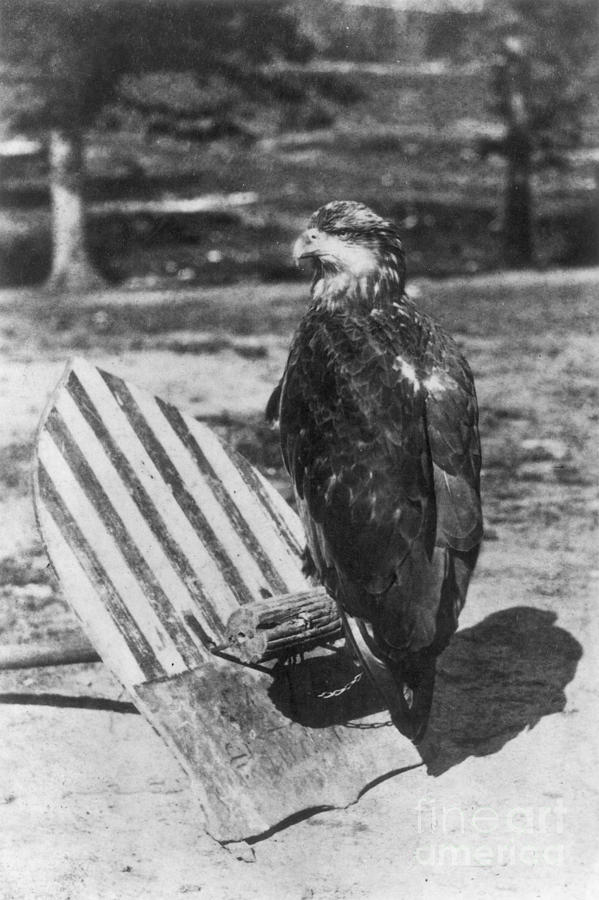 Civil War: Eagle Mascot Photograph by Granger