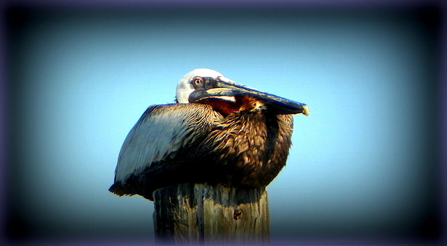 CK Brown Pelican Photograph by Sheri McLeroy