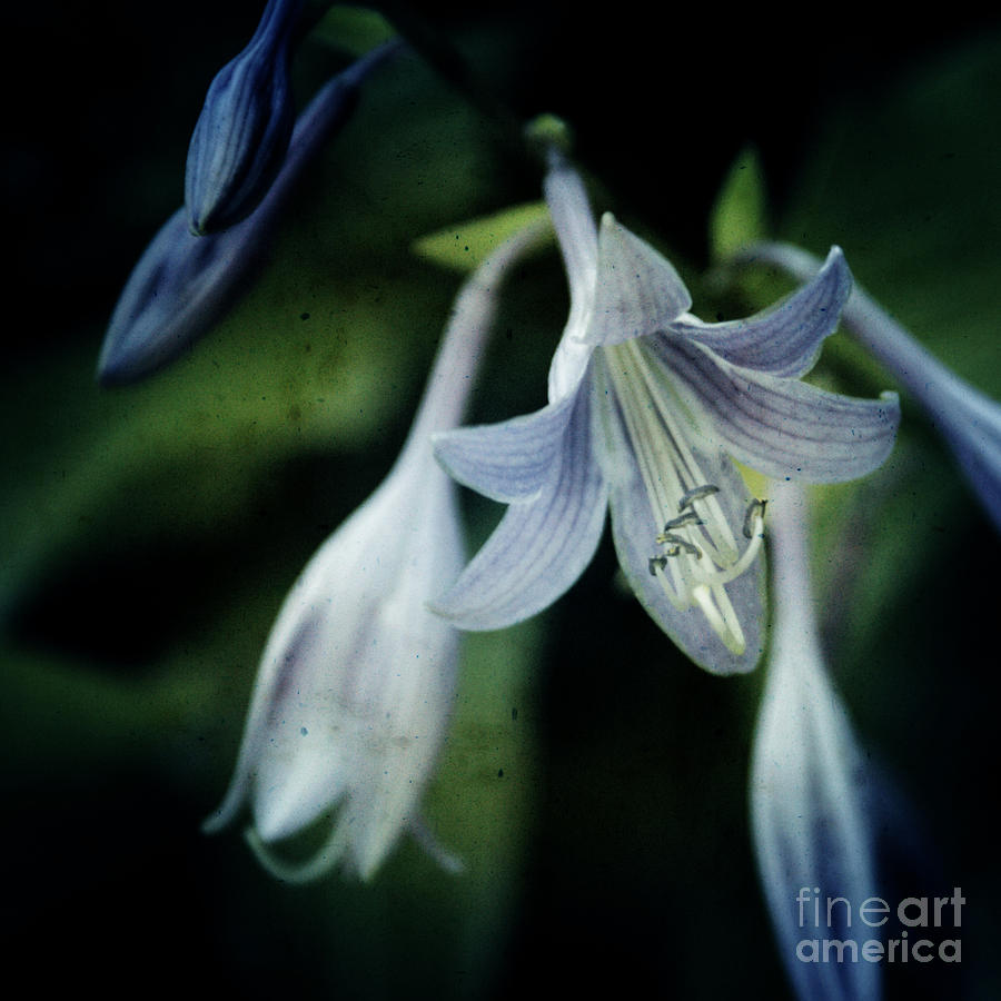 Lily Photograph - Cladis 02s by Variance Collections