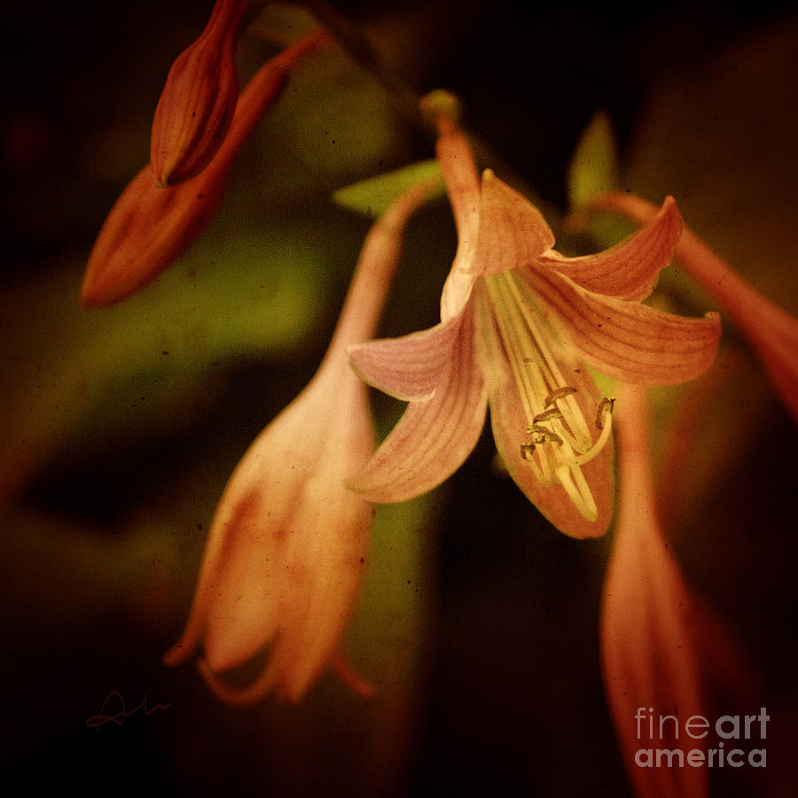 Lily Photograph - Cladis 03s by Variance Collections