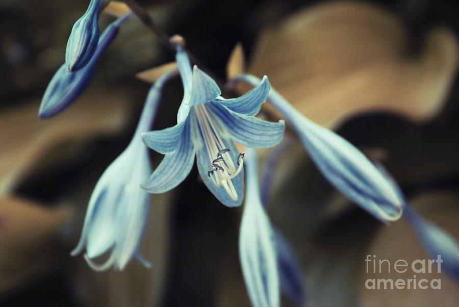 Lily Photograph - Cladis 22 by Variance Collections