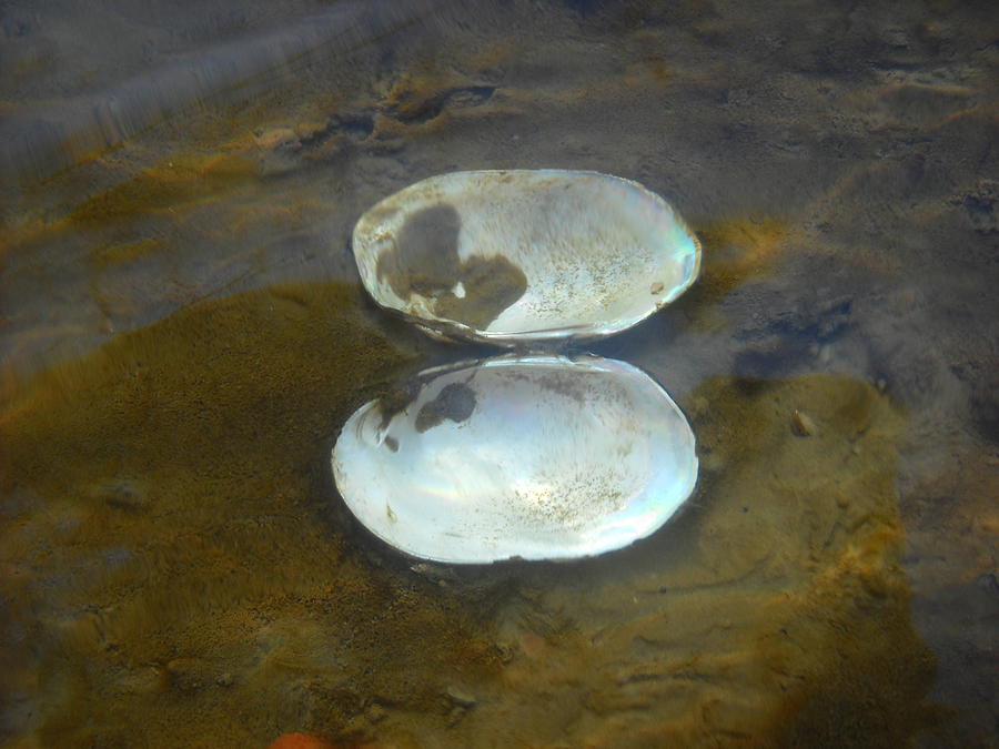 Clam Shell Under Water Photograph by Kent Lorentzen