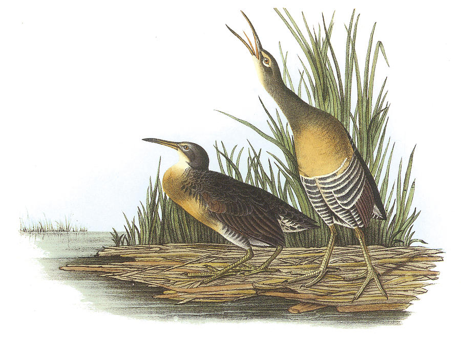 Clapper Rail Painting by John James Audubon - Fine Art America