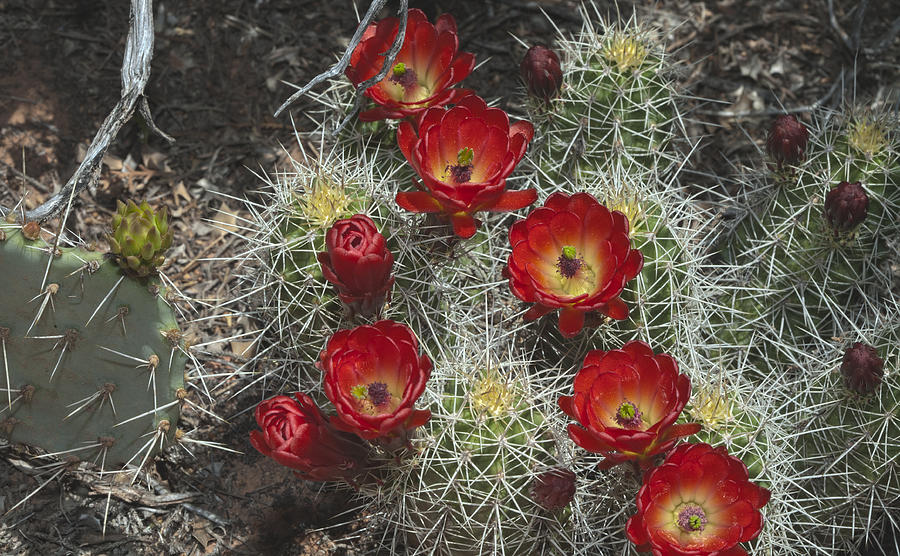 Claret Cactus Flowers Photograph by Gregory Scott