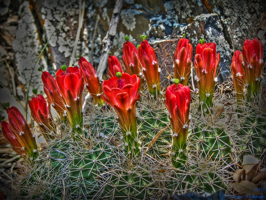 Claret Cup Blooms in HDR Photograph by Aaron Burrows
