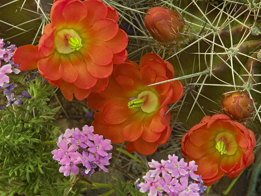 Claret Cup Cactus And Verbena Photograph by Tim Fitzharris