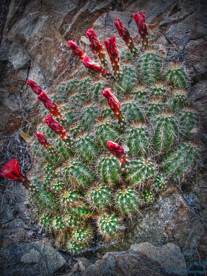Claret Cup on a Rock Ledge Photograph by Aaron Burrows