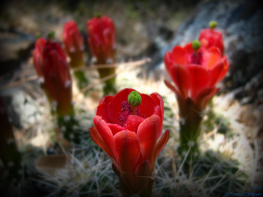 Claret Cup Wildflowers Photograph by Aaron Burrows