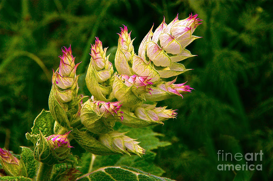 Clary Sage Before Flowering Photograph by Byron Varvarigos