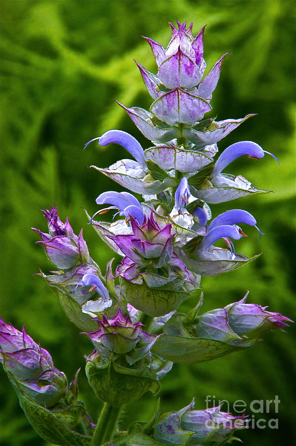 Clary Sage In Bloom Photograph by Byron Varvarigos
