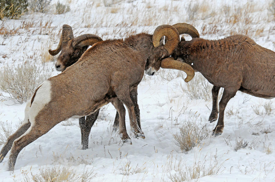 Clash of the Titans II Photograph by Sandy Sisti - Fine Art America