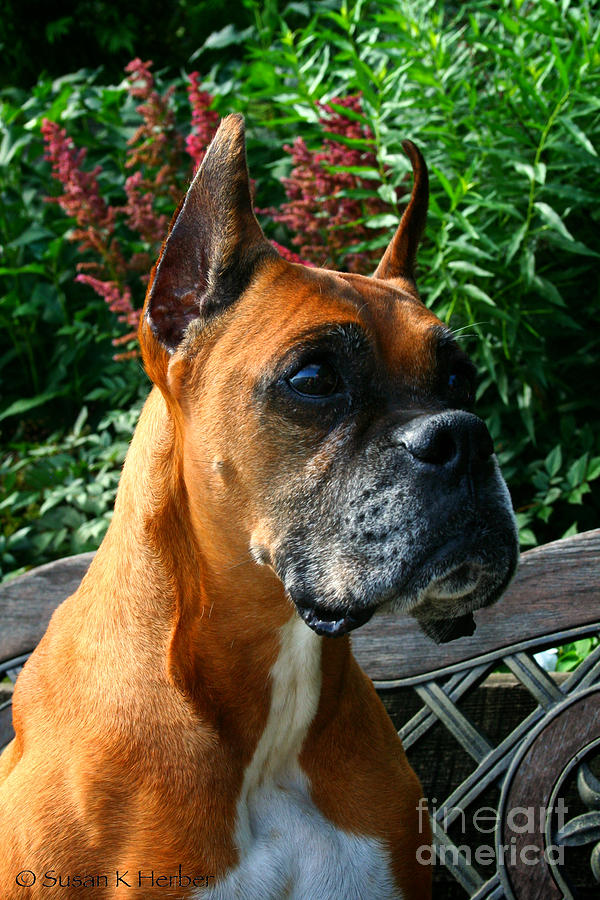 Classic Boxer Photograph by Susan Herber