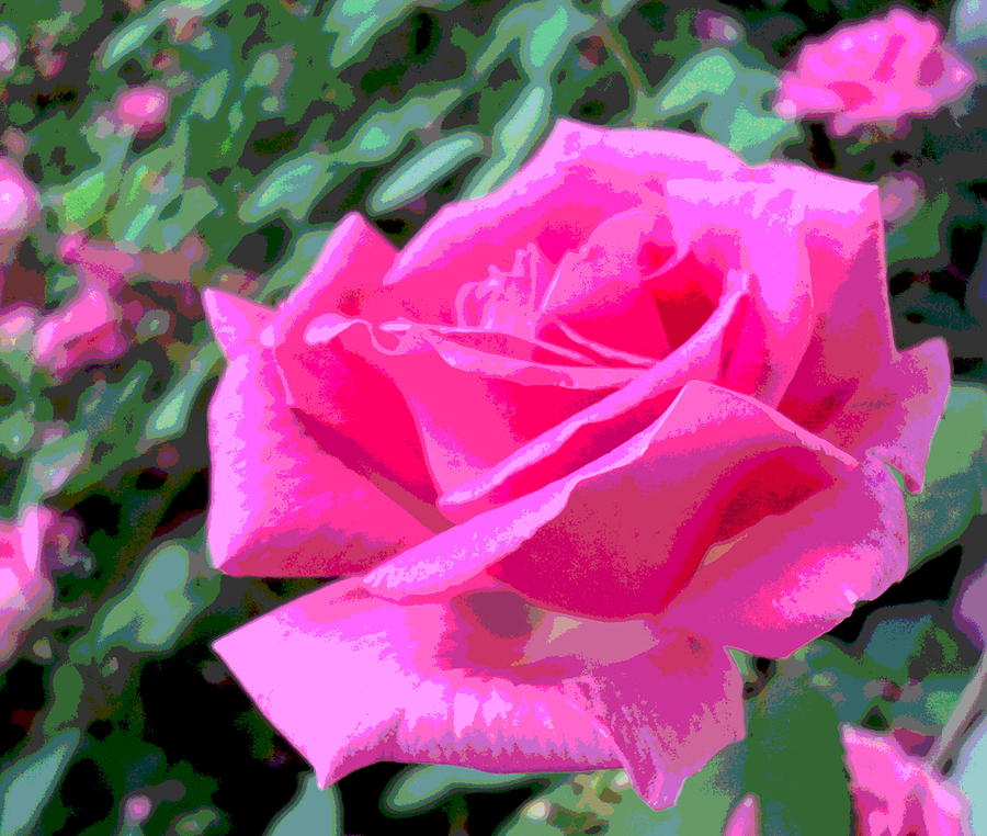 Classic Pink Rose Photograph by Padre Art