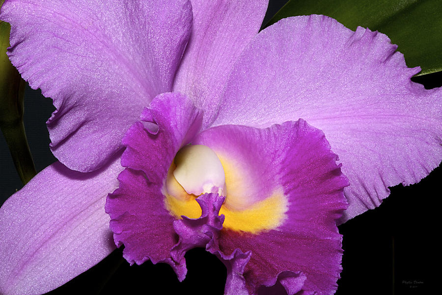 Orchid Photograph - Classic Purple Orchid by Phyllis Denton