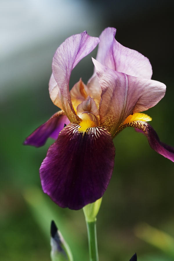 Classic Purple Two-Tone Dutch Iris Photograph by Kathy Clark