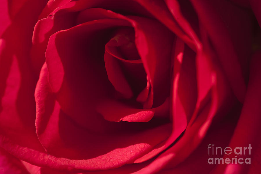 Classic Rose Photograph by Sandra Bronstein