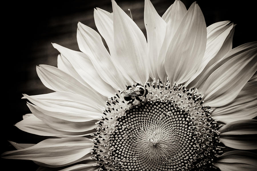 Classic Sunflower Photograph by Sara Frank