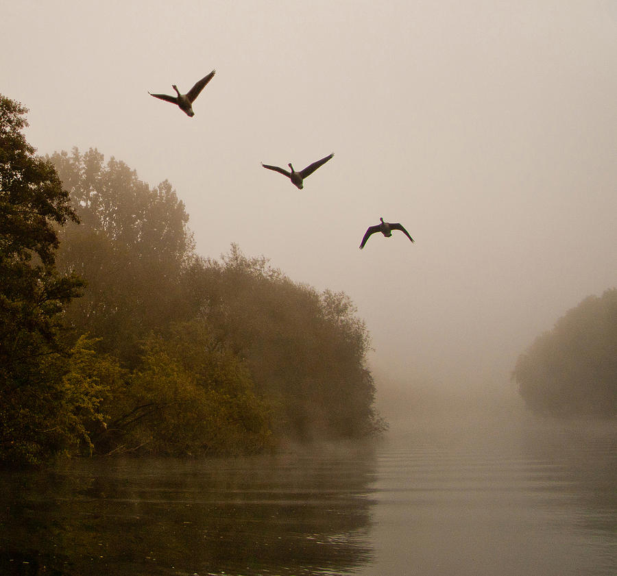 Classic Three Flying Geese Photograph by Dawn OConnor