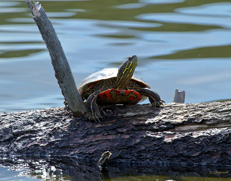 Classic Turtle sunning on a log Photograph by Bill Schaudt - Pixels