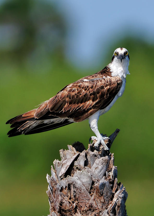 Classic Wetlands Post of an Osprey Photograph by Bill Dodsworth