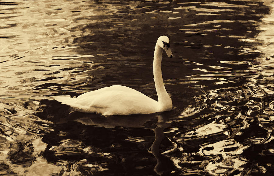 Classic White Swan Photograph by Linda Phelps